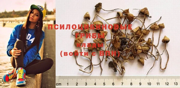 индика Беломорск